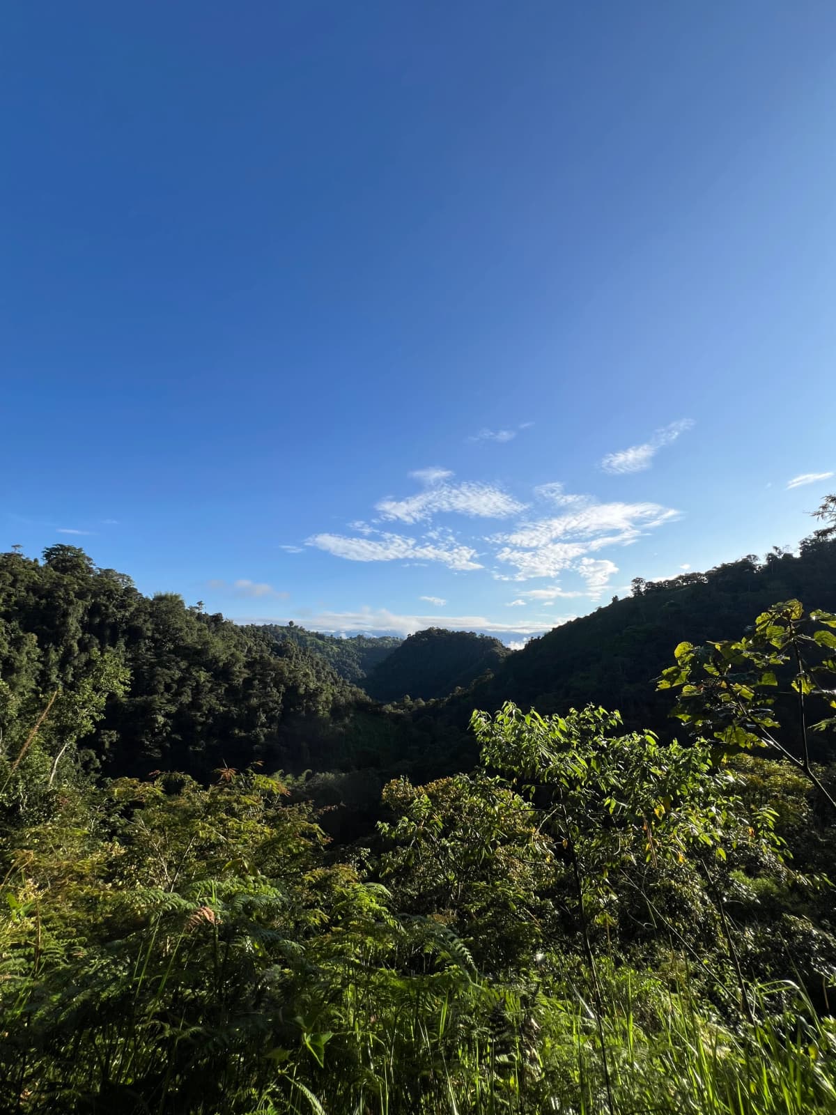Vistas del bosque nublado en la ruta de excursión Quito a Mindo Ecuador