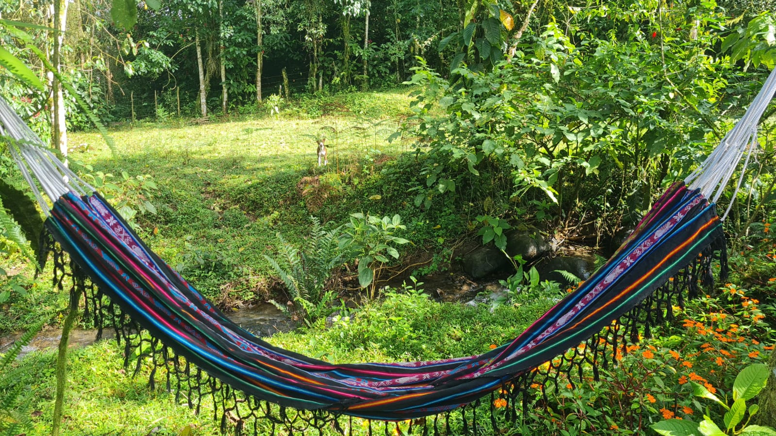 Mindo Eco Suite placeholder photo 3