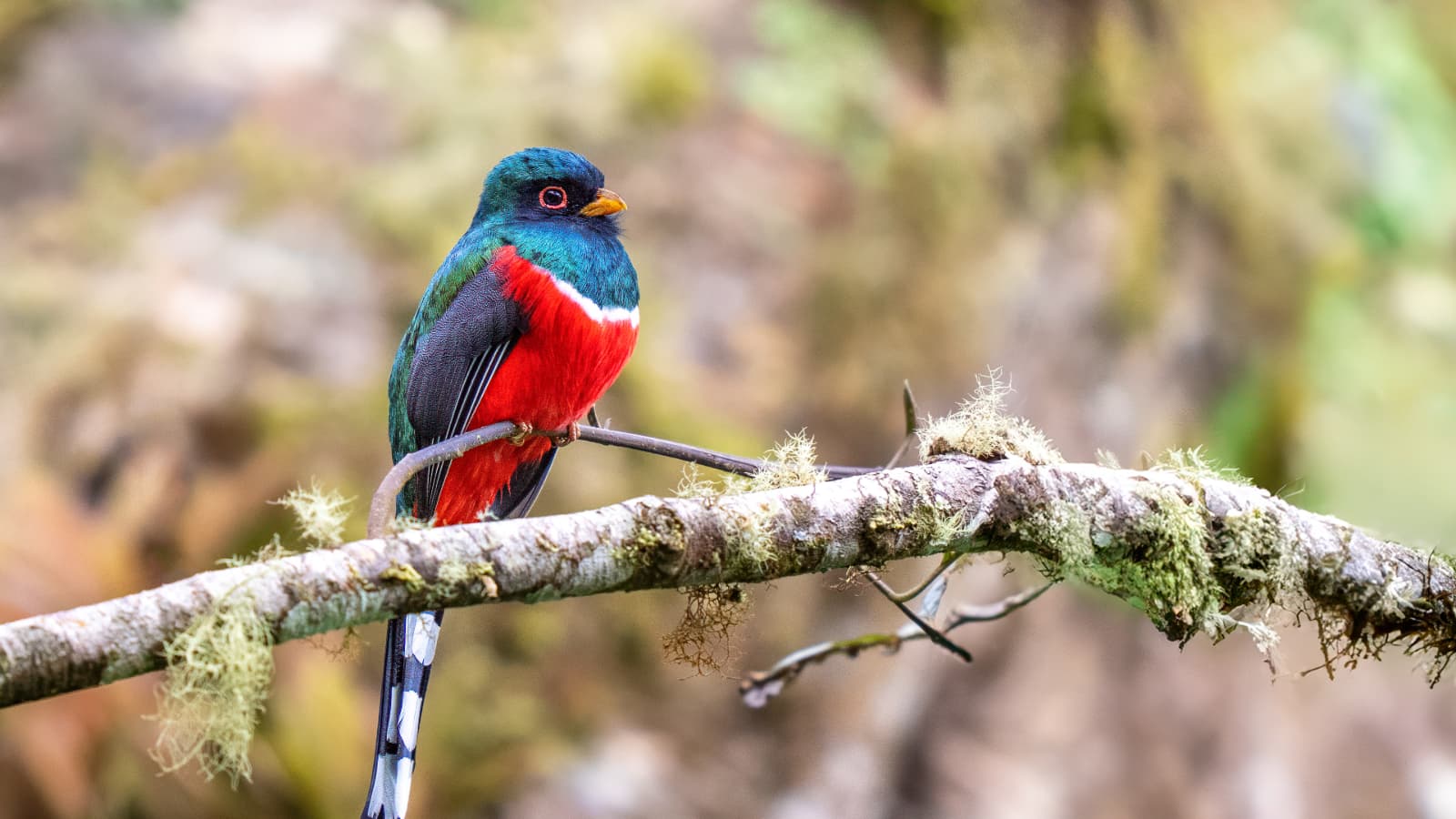 Half-day birdwatching tour in Mindo cloud forest Ecuador