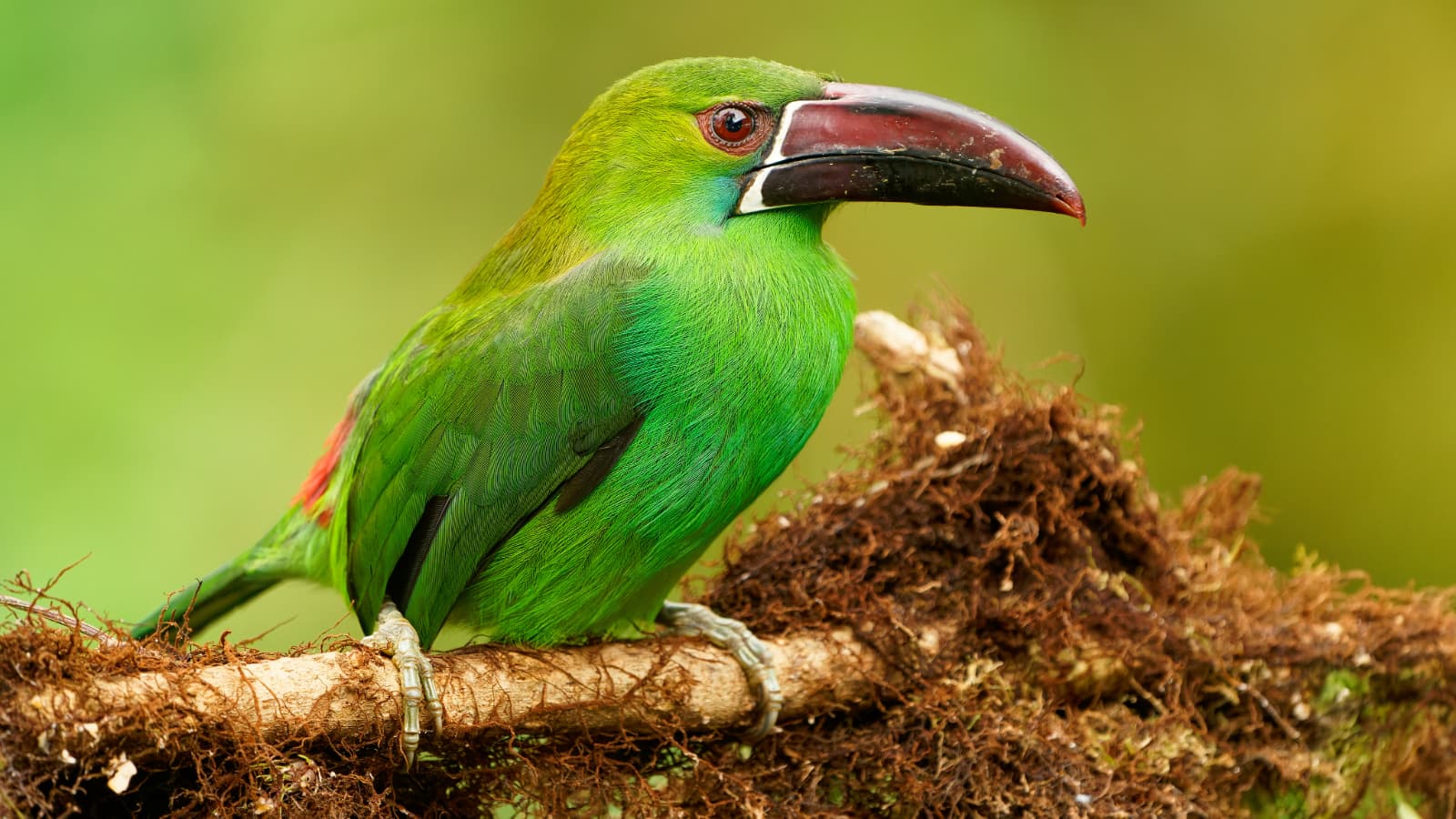 Morning birding route in Mindo with local guide