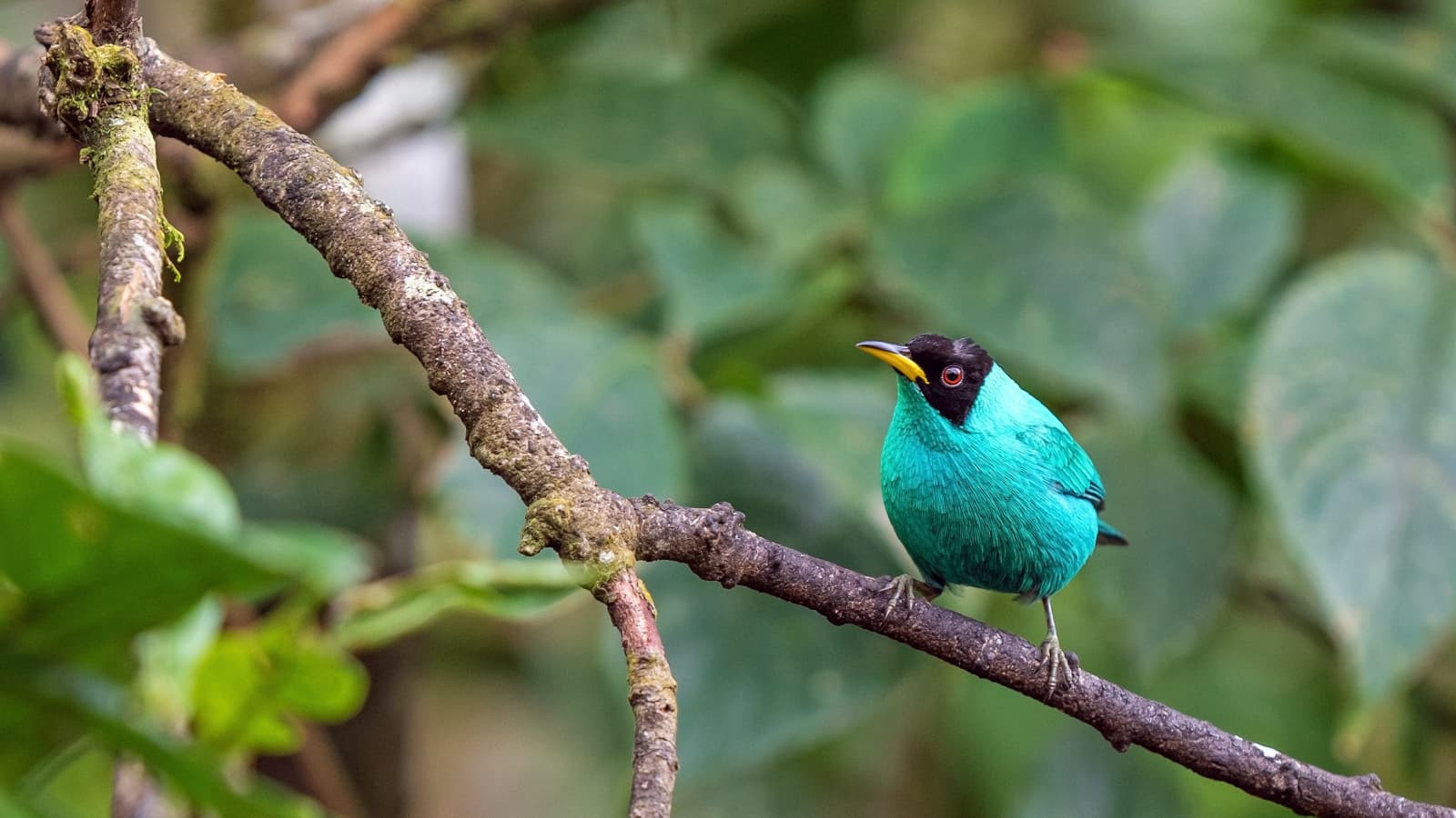 Short birdwatching outing in Mindo Ecuador