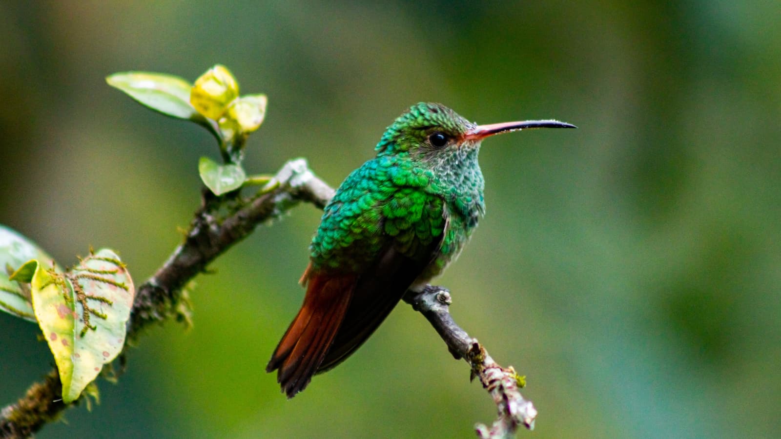 Guided half-day birding tour in Mindo cloud forest