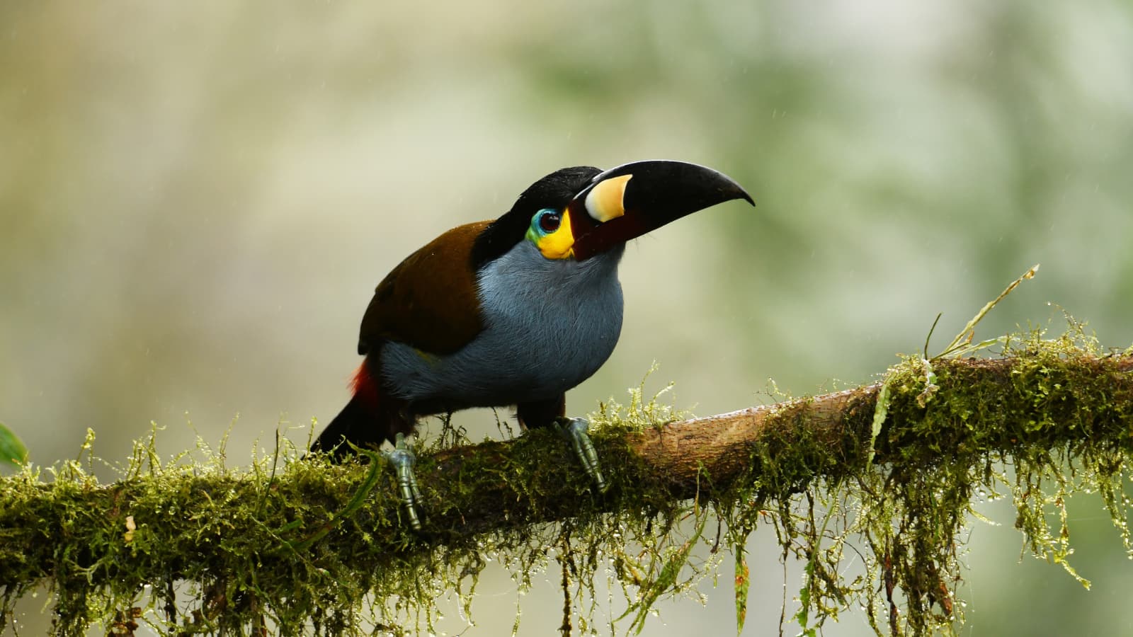 Private morning birdwatching tour in Mindo Ecuador