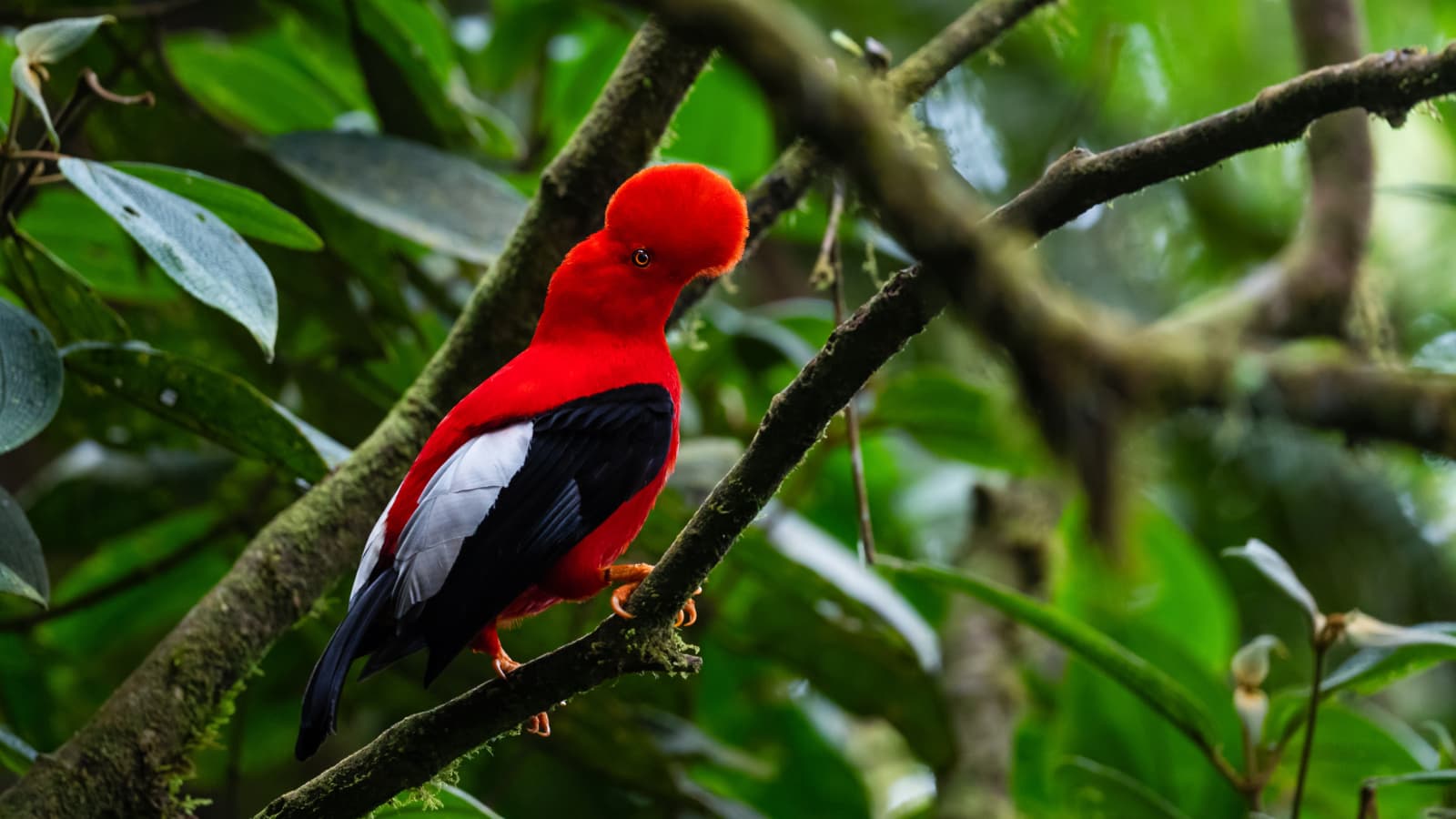Birdwatchers on a full-day Mindo birding tour in Ecuador