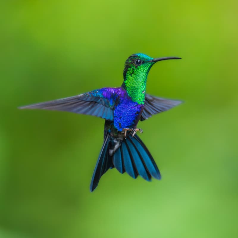 Crowned woodnymph in Mindo cloud forest Ecuador