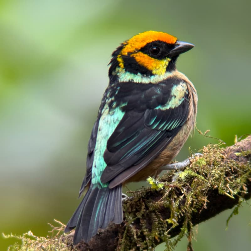Flame-faced tanager in Mindo cloud forest Ecuador