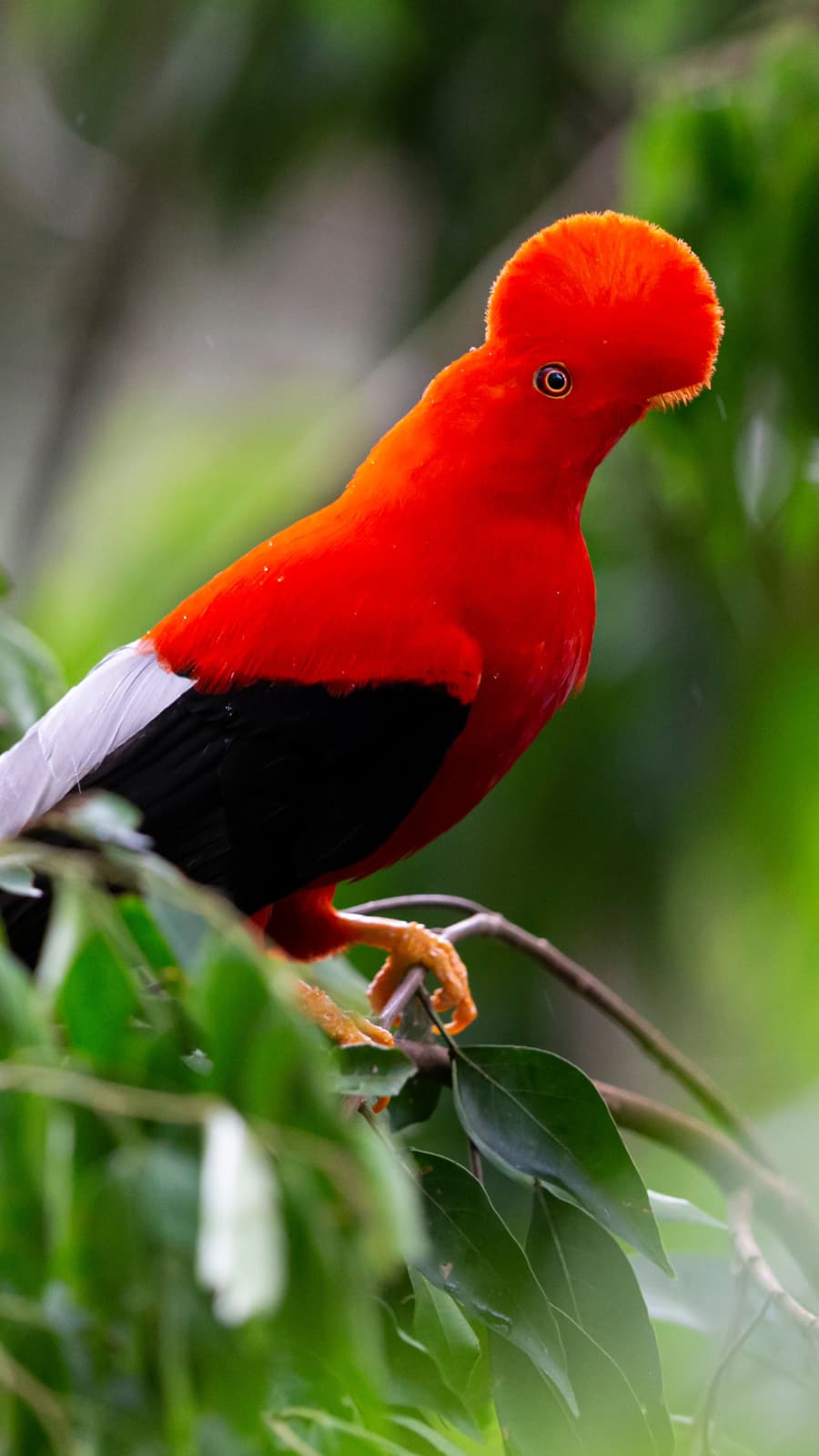 Half-day birding tours in Mindo