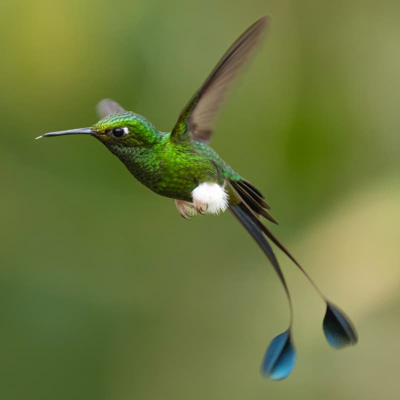 Booted Racket-tail