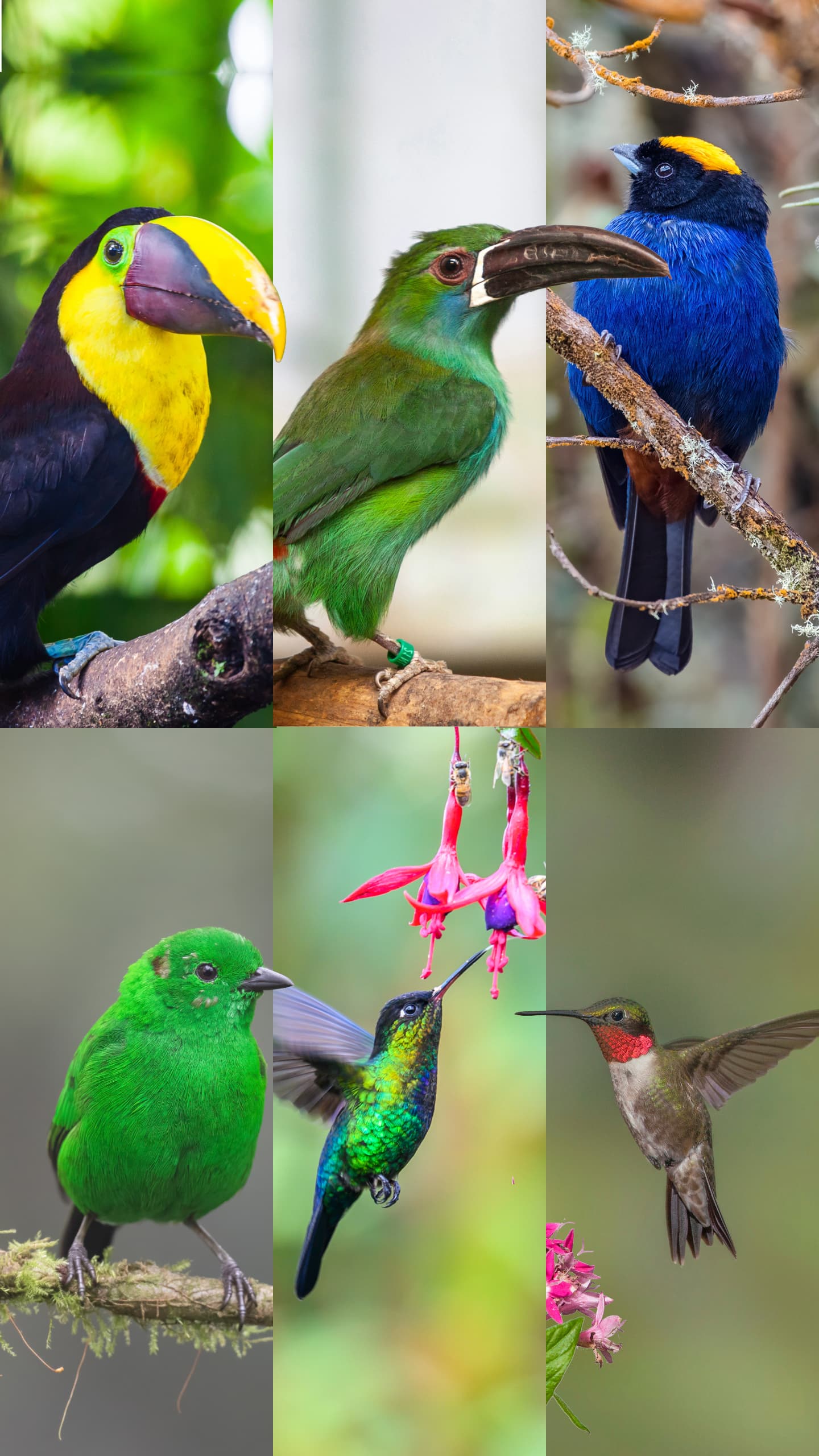 Jewels of the Morning Forest birdwatching tour in Mindo cloud forest