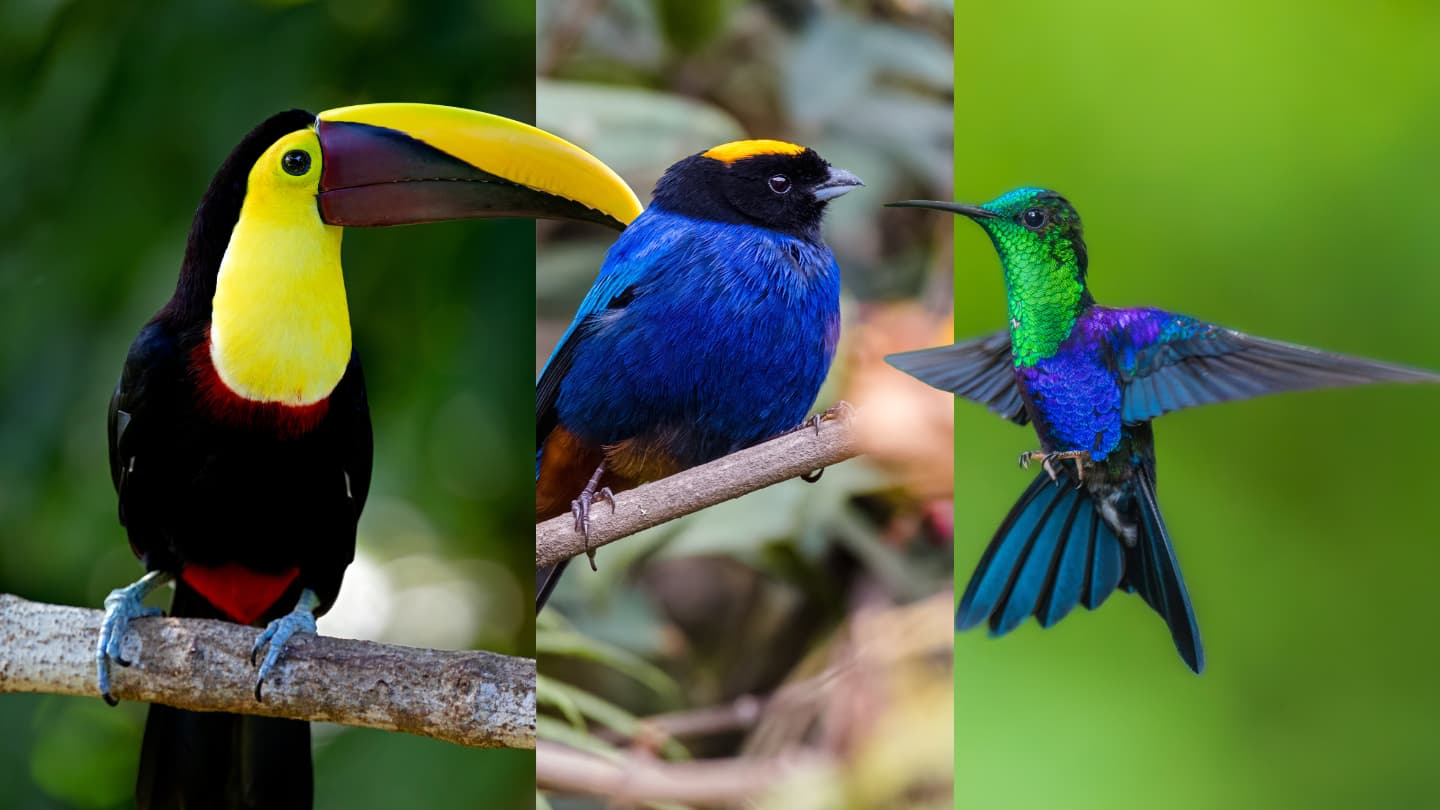 Morning forest birding in Mindo, Ecuador