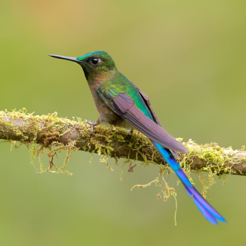 Violet-tailed Sylph