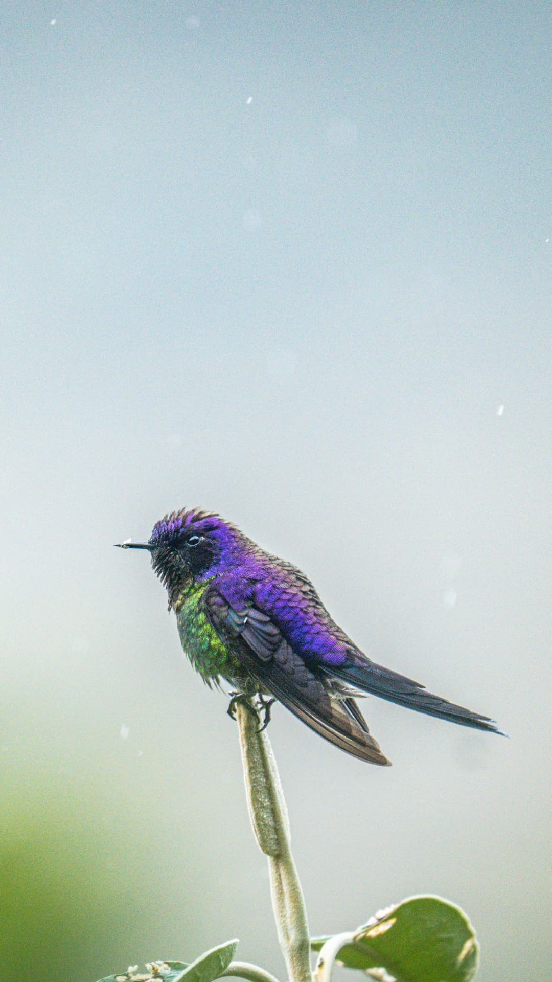 Purple-backed Thornbill in misty Andean habitat