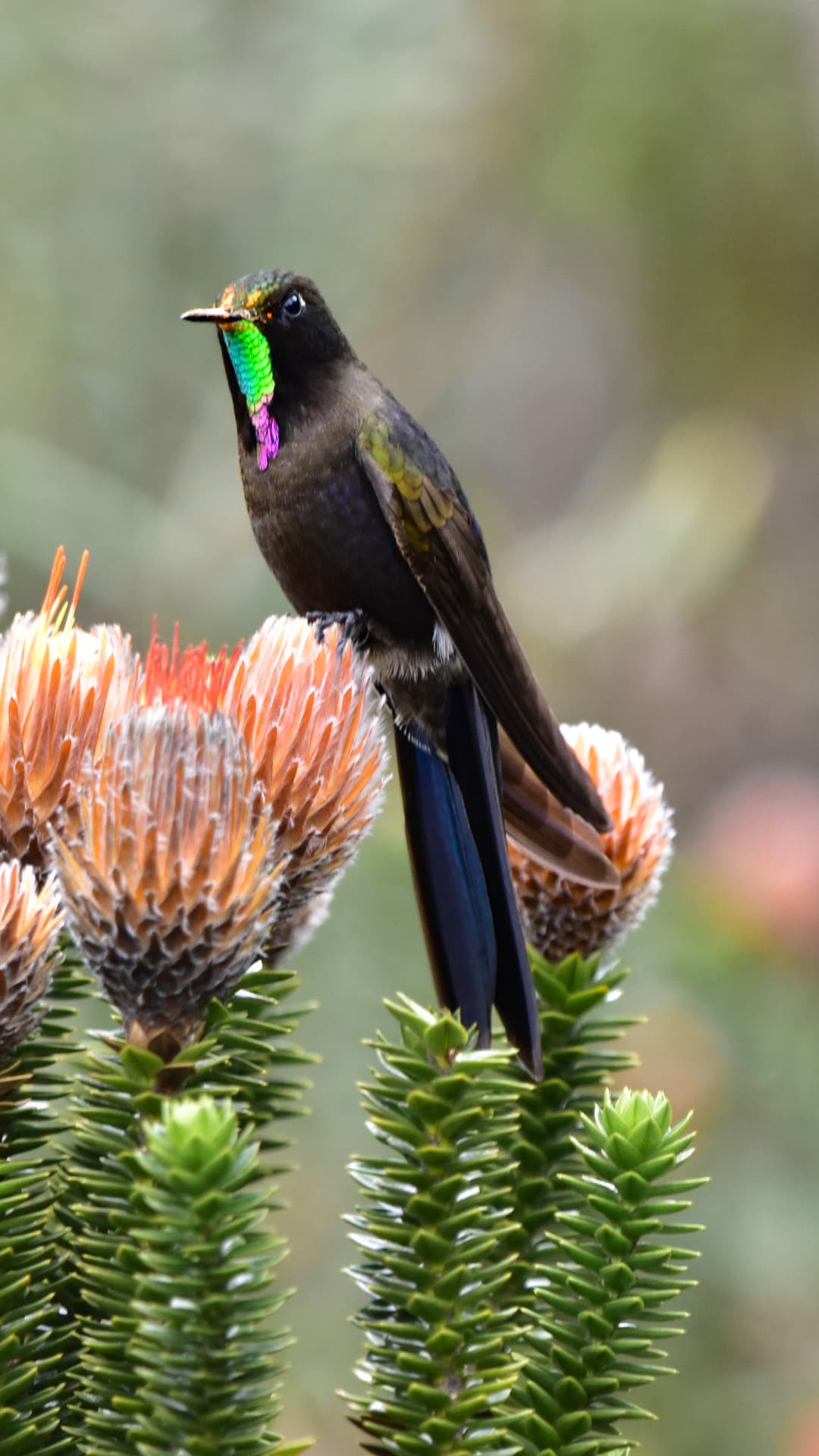 Rainbow-bearded Thornbill perched on high-Andean flowers