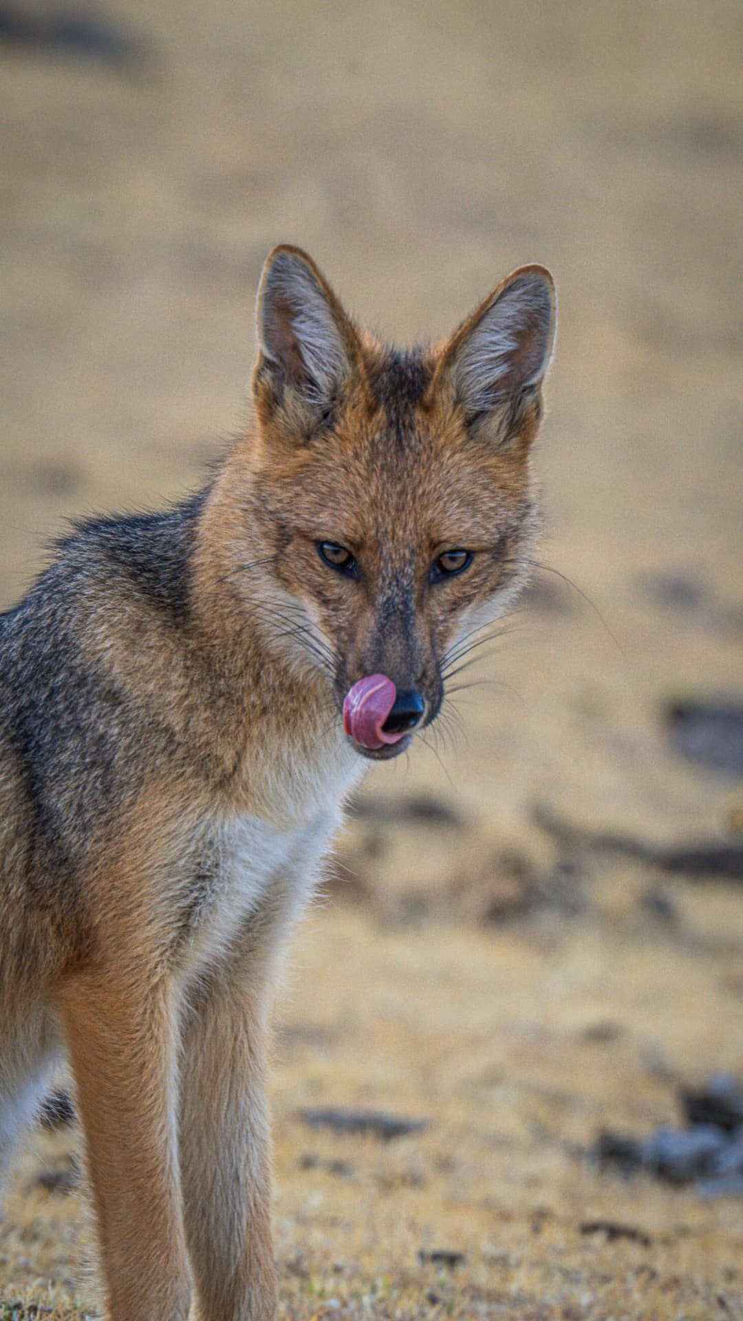 Andean fox in the high-elevation landscapes of Ecuador