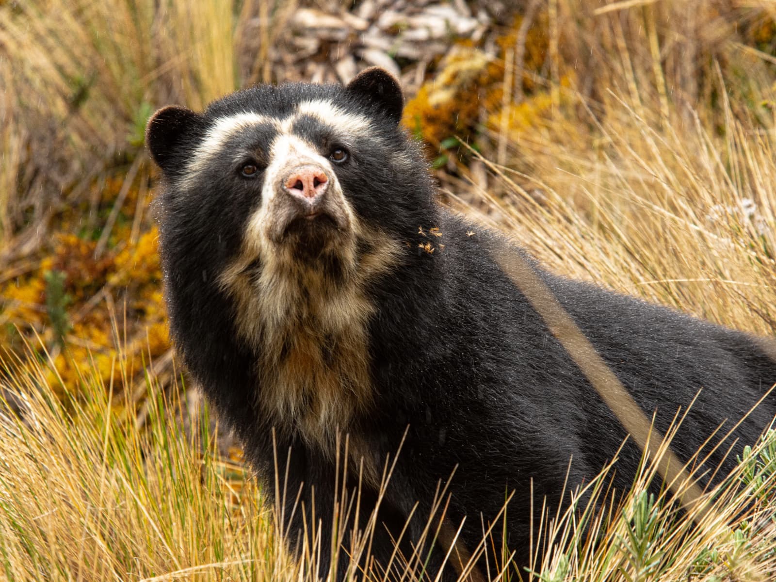 Spectacled bear standing in high-Andean habitat in Ecuador