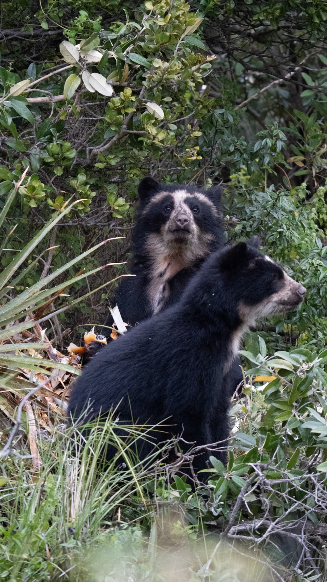 Two spectacled bears moving through dense Andean vegetation