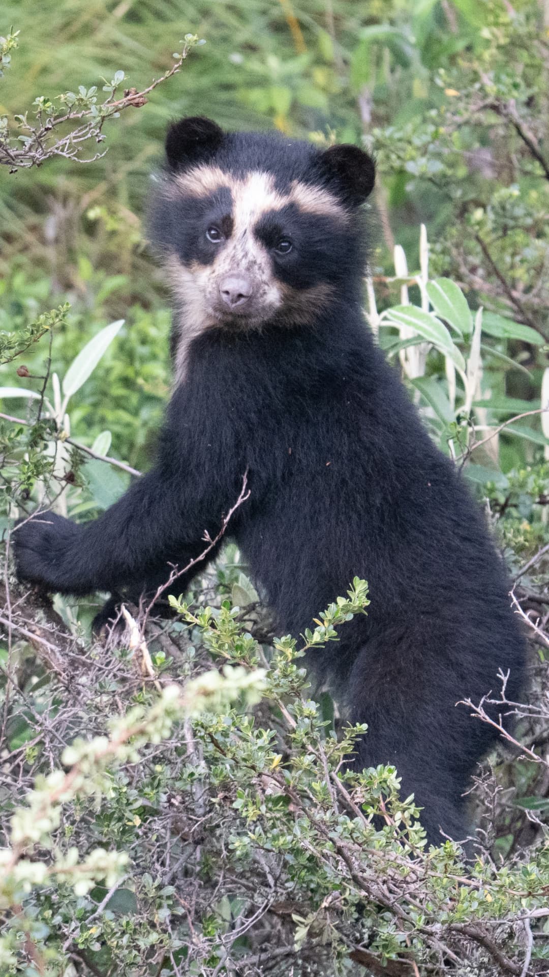 Spectacled bear standing among high-Andean shrubs in Ecuador