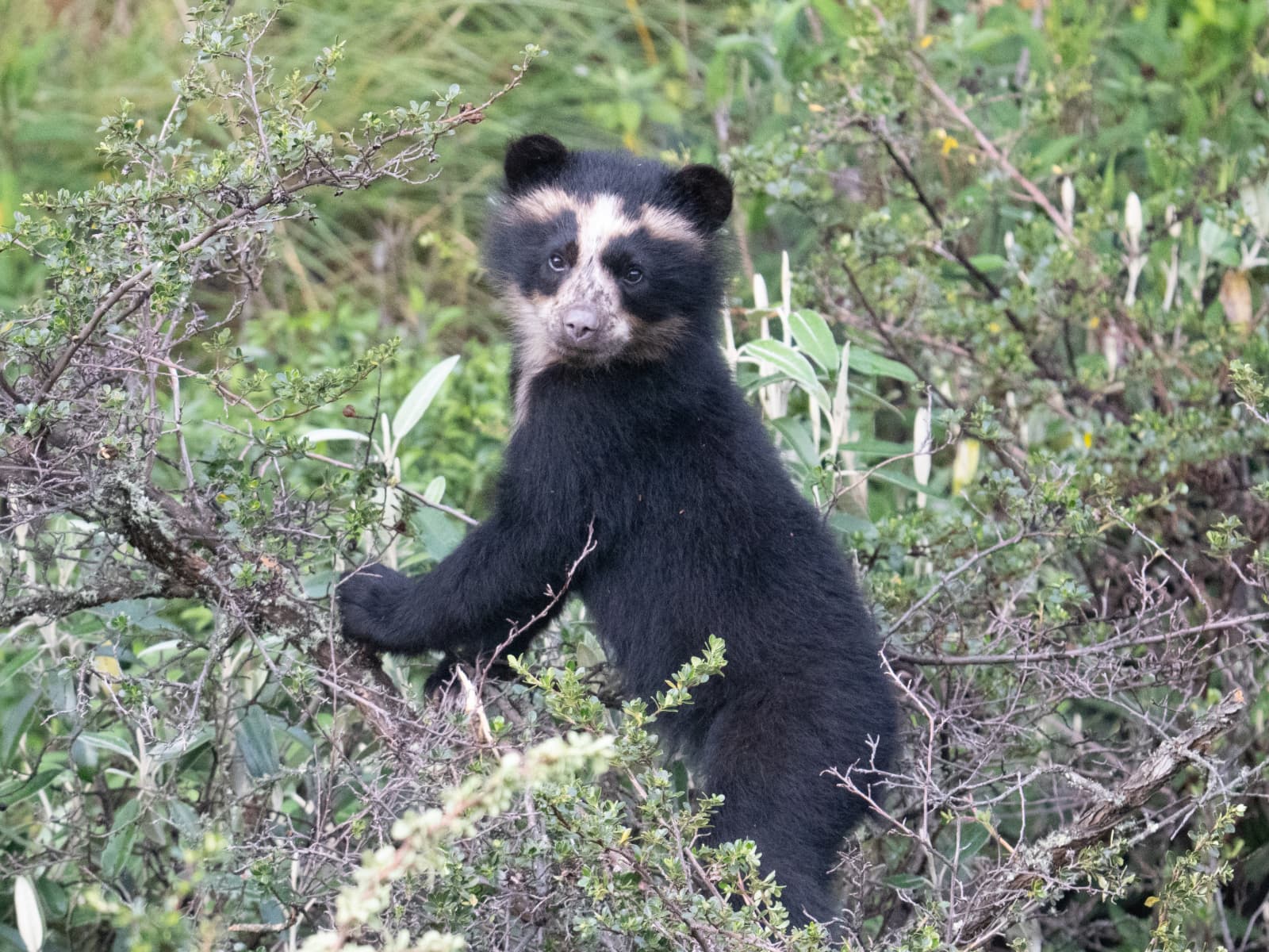 Spectacled bear habitat featured in the extended half-day tour