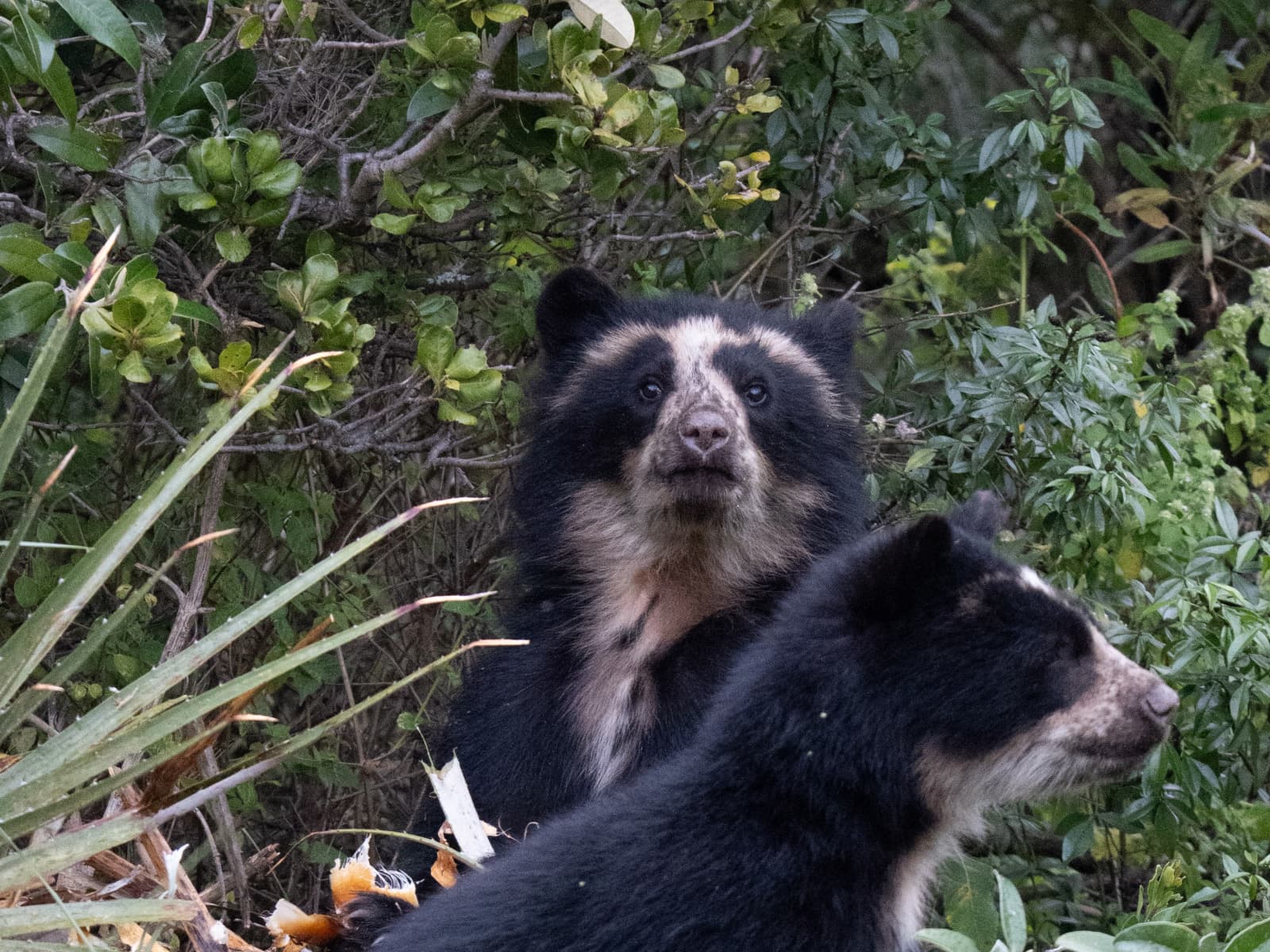 Spectacled bear habitat featured in the full-day Andean wildlife tour
