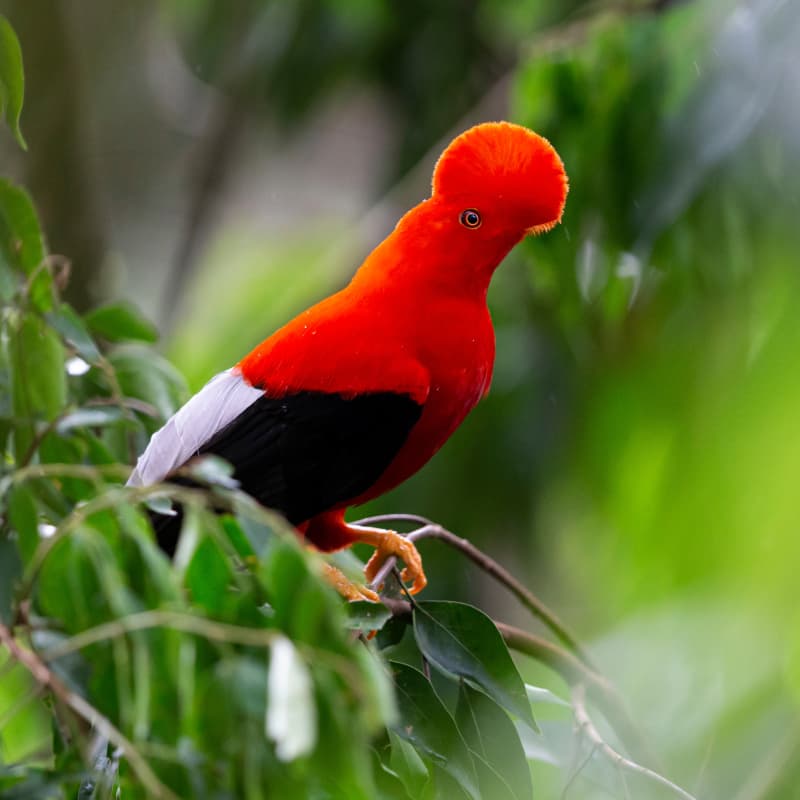 Andean Cock-of-the-Rock in Mindo cloud forest Ecuador