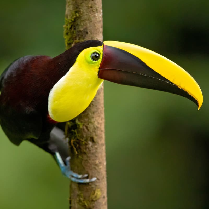 Yellow-throated Toucan (placeholder image)