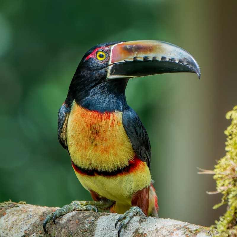 Pale Mandibled Aracari (placeholder image)