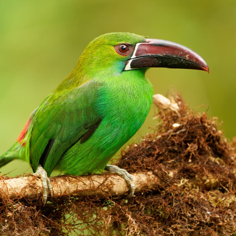 Crimson-rumped Toucanet (placeholder image)