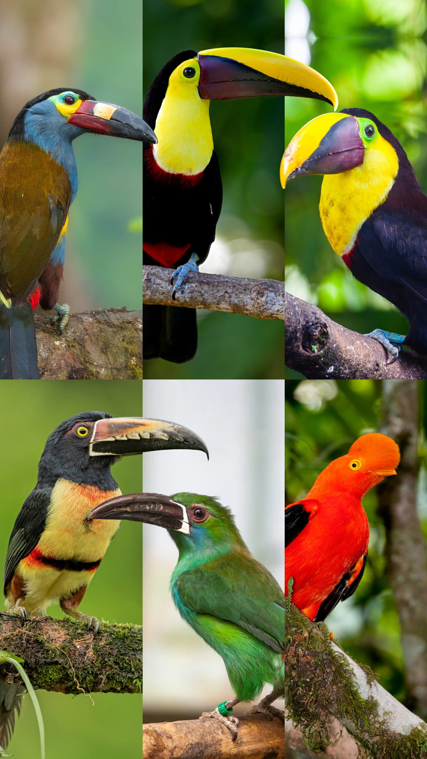 Full-day birding tours in Mindo