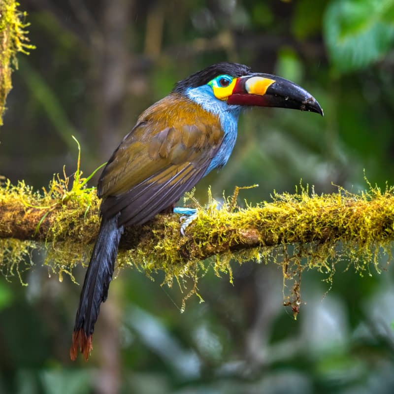 Plate-billed Mountain Toucan (placeholder image)