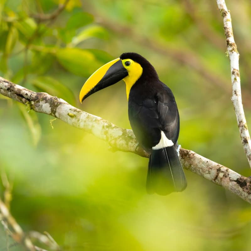 Yellow-throated toucan in Mindo Ecuador