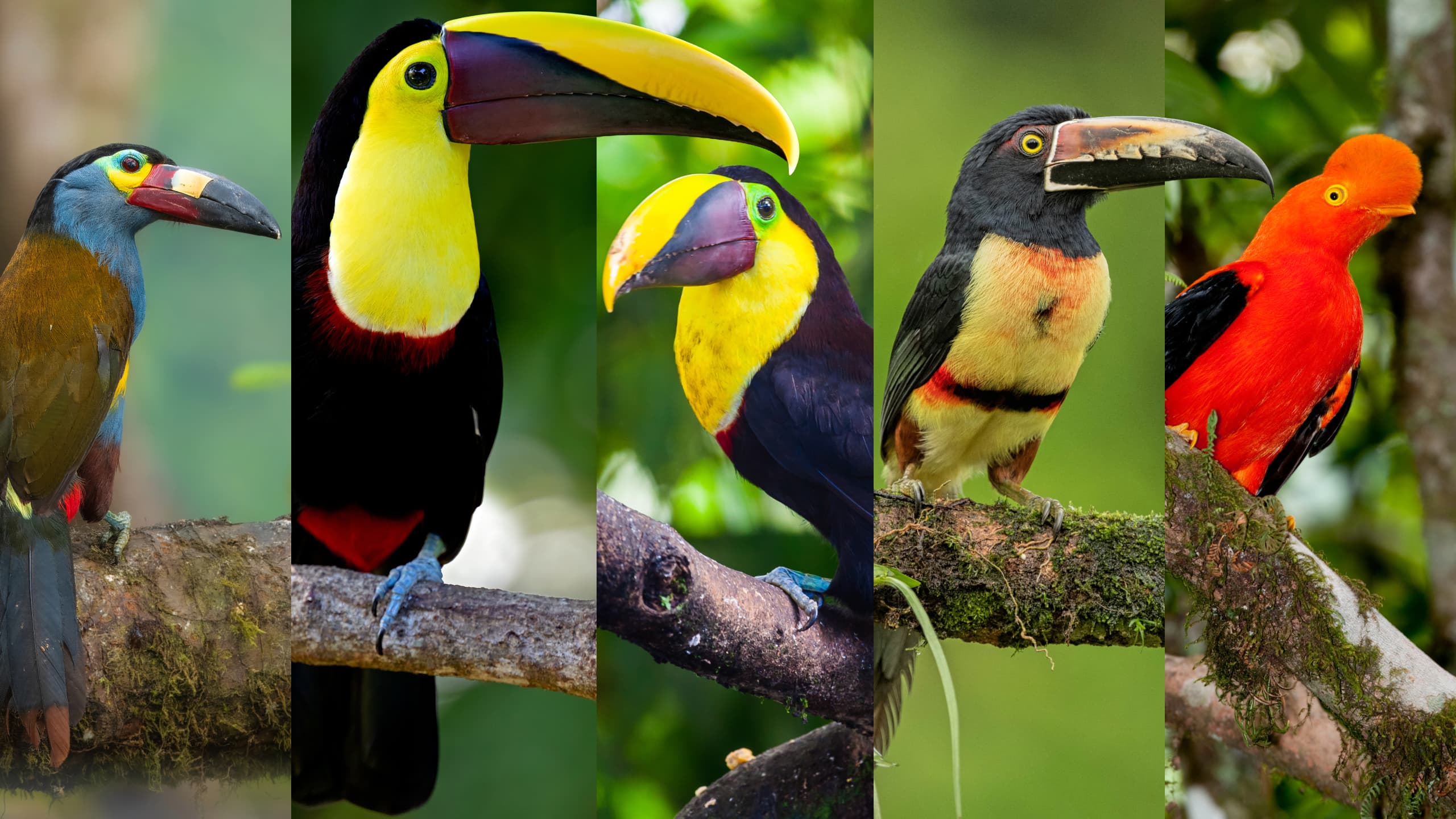 Quest: Five Toucans + Andean Cock-of-the-Rock