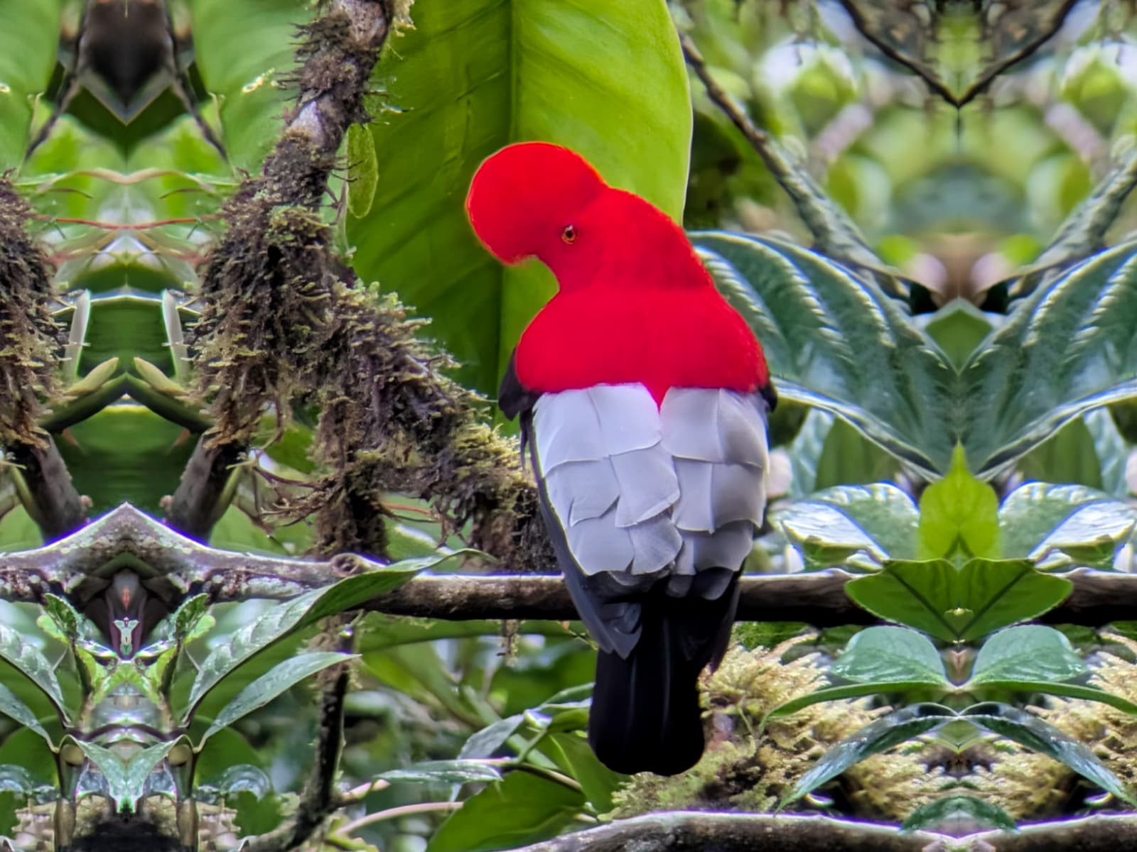 Andean Cock-of-the-Rock male during a dominance moment