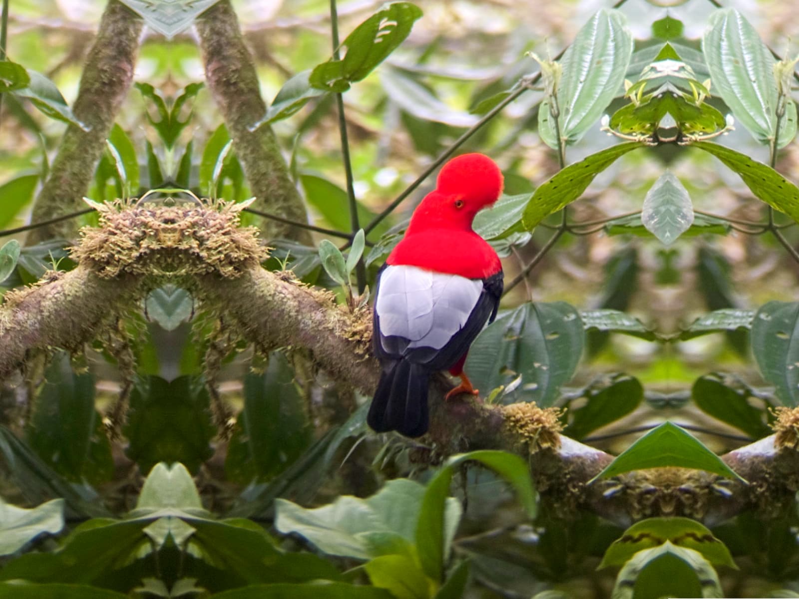 Andean Cock-of-the-Rock Dawn Tour in Mindo