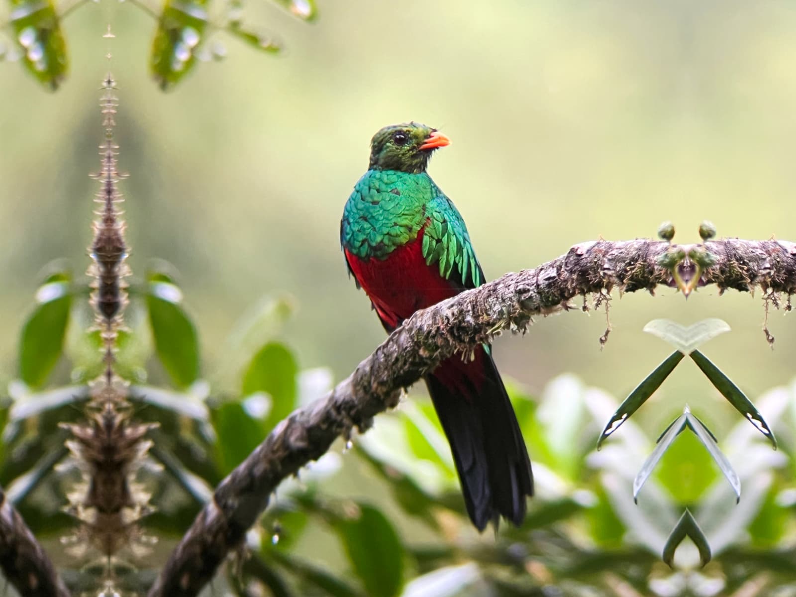 Golden-headed Quetzal in Mindo