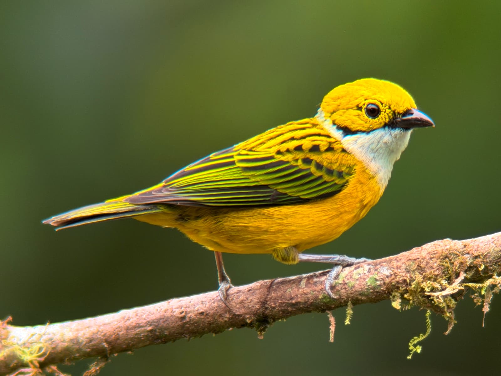 Jewels of Mindo route in the Mindo cloud forest