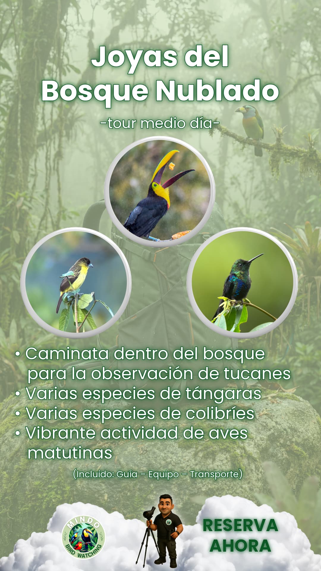 Tour de medio día de observación de aves en el bosque matutino de Mindo