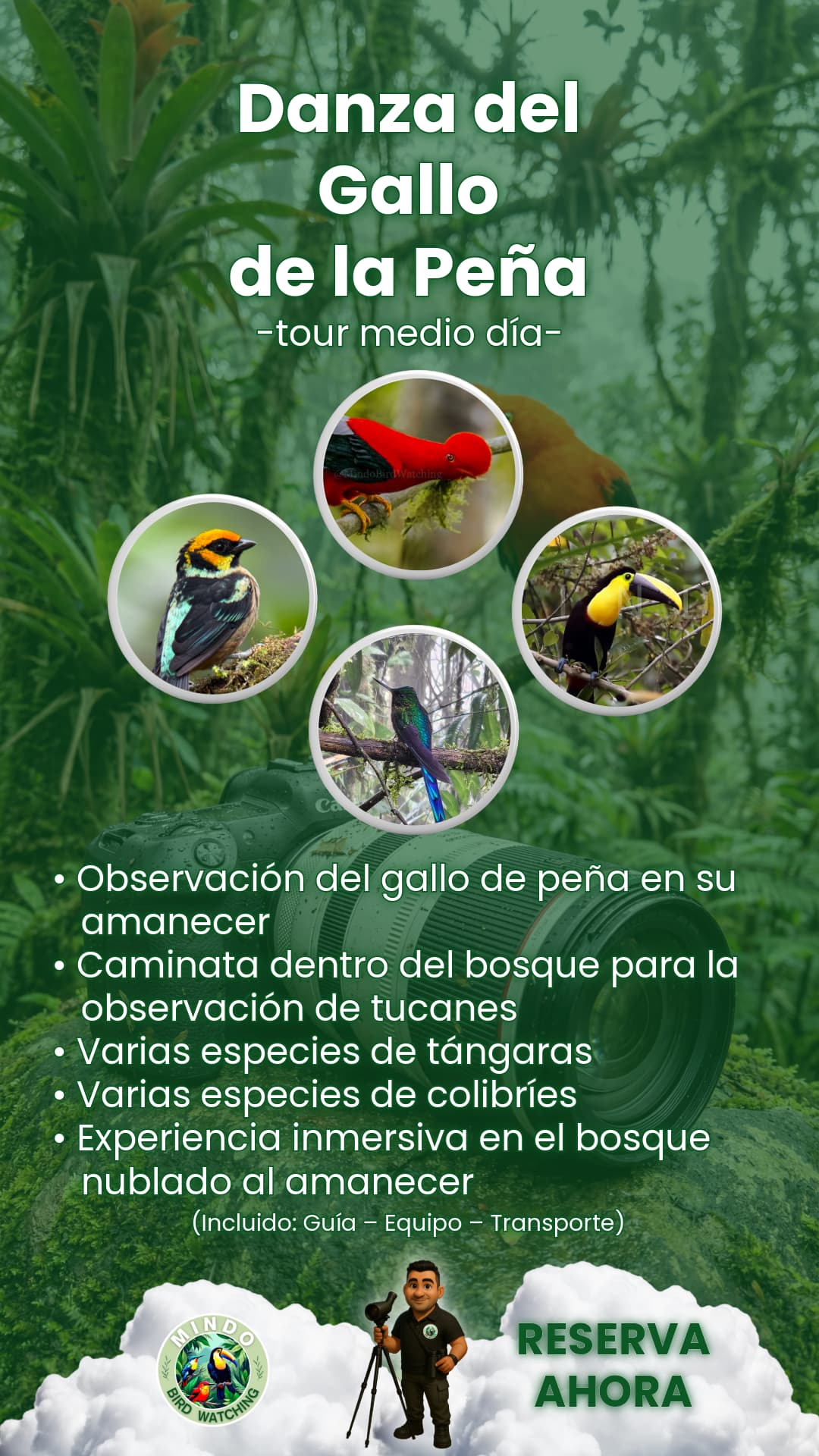 Tour de medio día al amanecer para ver el gallo de la peña andino en Mindo