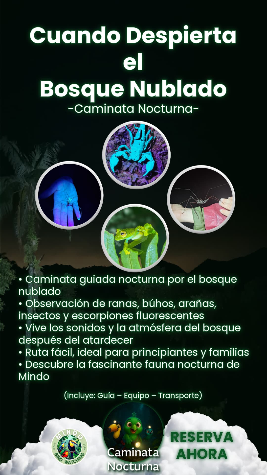 Escorpión brillante durante una caminata nocturna guiada en Mindo, Ecuador